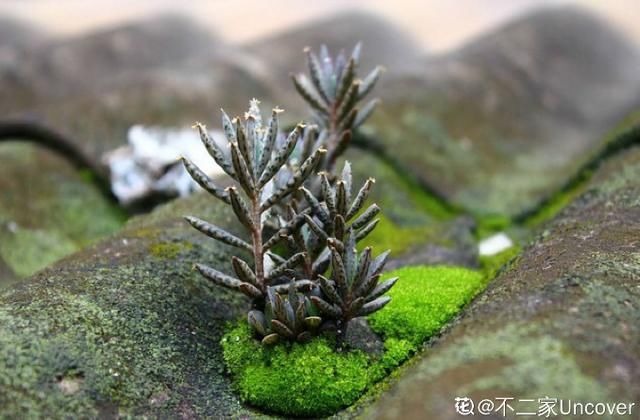  【不死鸟】农村没人要的多肉，长得满屋顶都是，下雨后泛滥了一