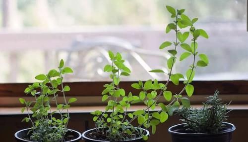室内的植物■室内布置花园有几点要注意,这4点特关键