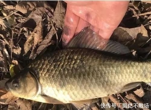  水质：刮什么风最好钓鱼和最难钓鱼？17年的经验，得出了这个结论