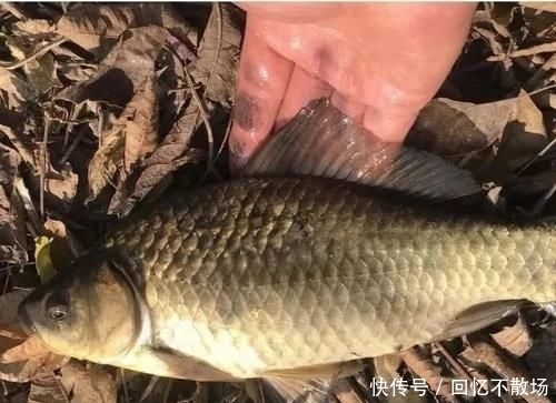 水质:刮什么风最好钓鱼和最难钓鱼?17年的经验,得出了这个结论