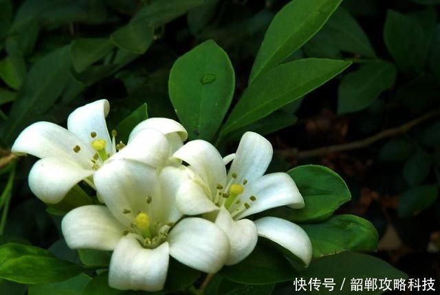 「适合」3种花很好养,开花量大味道浓郁,适合新手养护,不用操心花期长