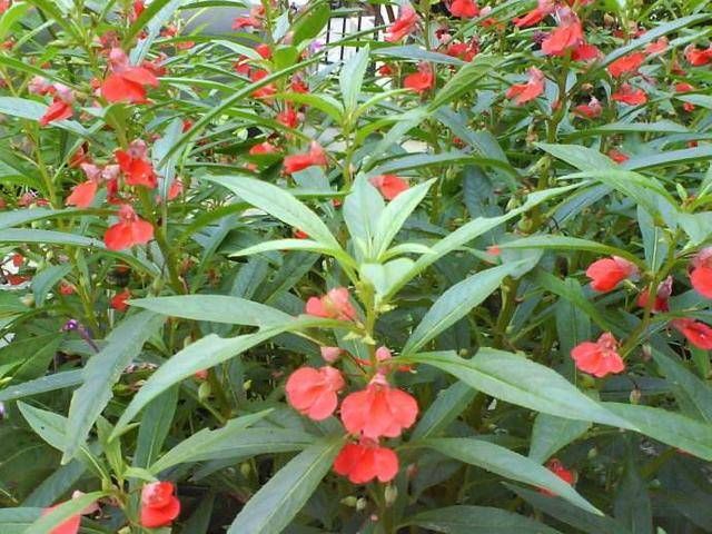  种子@肉感十足开花美艳！凤仙花怎么养护最正确，其实方法很简单！