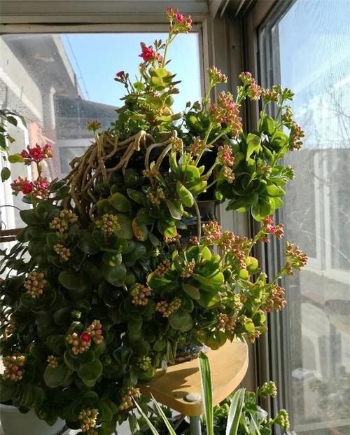  「长寿花」开春后要养2种花，剪根枝条插水里就活，花一开200天！