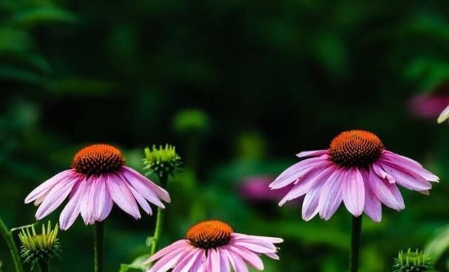  「牡丹」喜欢牡丹，不如养盆“菊中珍品”松果菊，似风中舞者，绚丽夺目