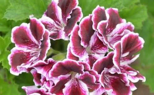  『柔美』此款花卉花期长易养活，开花四季如春，花色柔美，一次爆成花海