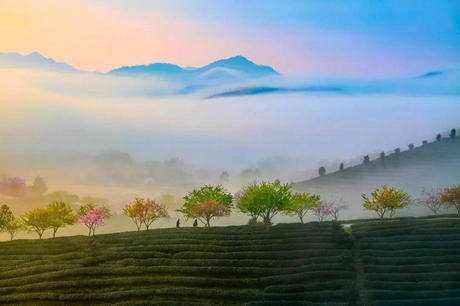 中国这些地方即将花开成海!错过又再等一年!诗情画意值得记忆!