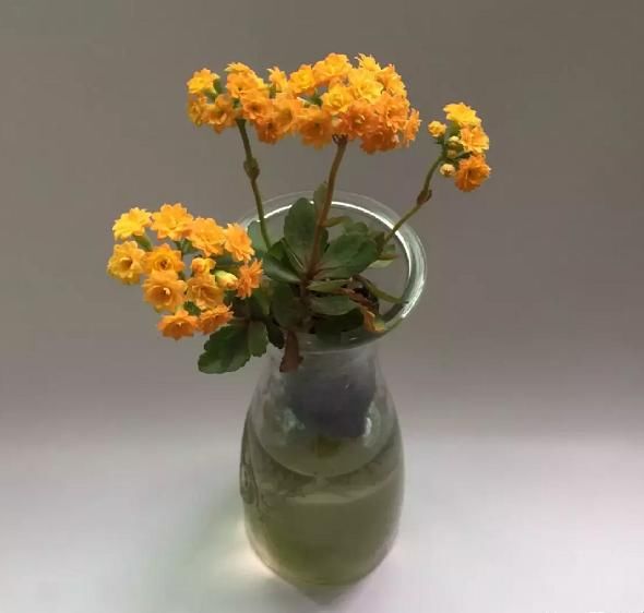  【就能开】6种花，最适合水养，一开花就是好几个月！