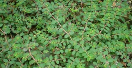 『人称』1种野草,人称窝蛋草,又叫血见愁,腹泻,止血效果好,见到别拔