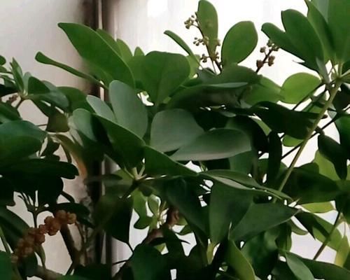 盲枝:什么叫盲枝,鸭脚木有盲枝吗?鸭脚木出现盲枝的原因,怎么办?