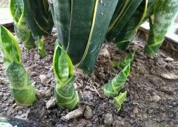  『分盆』春天这4种花最爱“下崽子”，一盆变十盆，赚翻了！