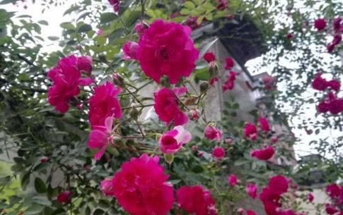  『家里』夏天已到，这几款花卉养在家里，花朵烂漫迷人，美爆了