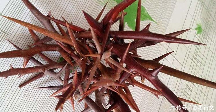 农村有种植物全身是刺，收购价都80块一斤，农民种植后致富