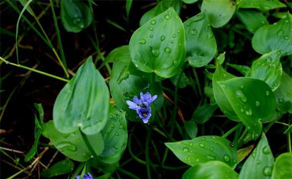  「鸭舌」农村这种野草，叶子似鸭舌一般，是老一辈人喜爱的野菜