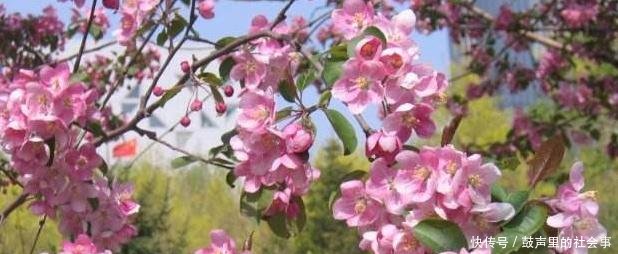 农村一种稀有红色果肉水果，每斤80块钱，原来很多农民还不知道！