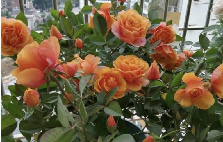  [适合]阳台适合养的“3种花”，个个是“爆花王”，轻松开成花园！
