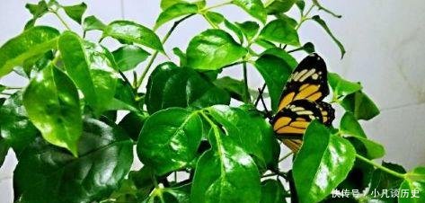 技巧■给花浇水有技巧,什么是干透什么是浇透其实很好掌握!