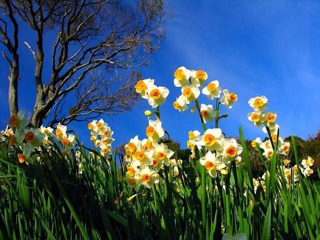 【花中】中国10大名花,哪个是你的最爱?