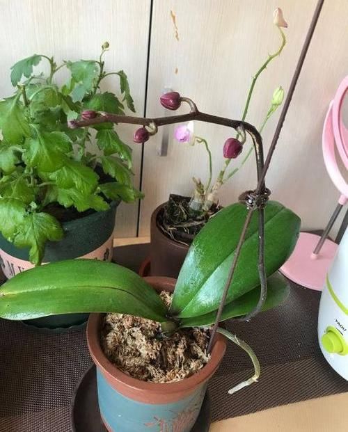  『摆在』养盆蝴蝶兰，摆在茶几上，花开一大串，花期2个月，超漂亮