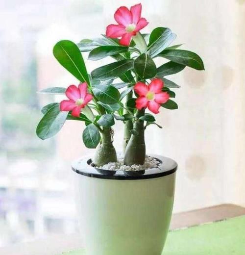 植物:家里养这些花的,最好别对它们“献殷勤”,这样才能养好花