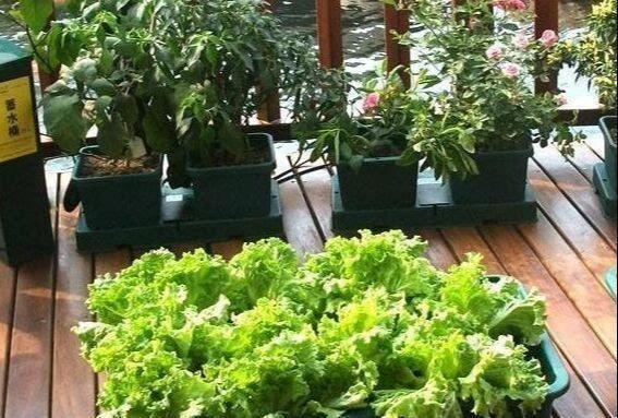  【特别】阳台种菜，有4个“关键”，做对了，种菜一大盆，收获特别多