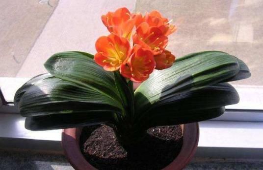 风信子■家养5款花卉,浇点水嗖嗖长,花大胜牡丹,繁花似锦,美翻整个家