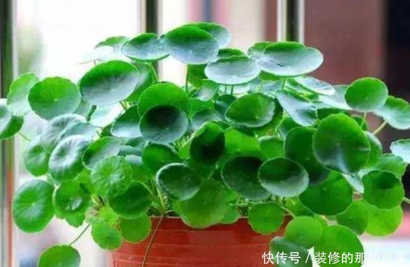 家养■家养“3种花”,个个都是“财神爷”,可别乱送人了!