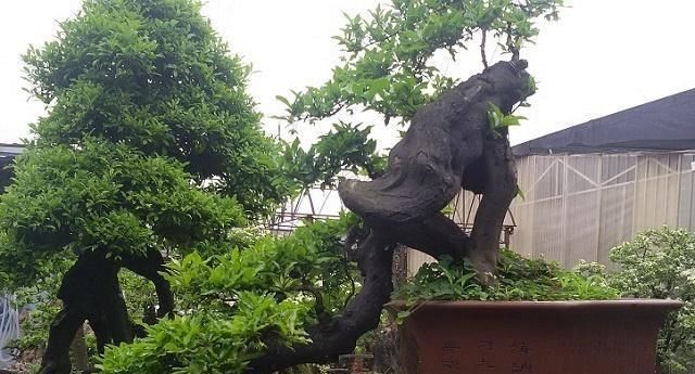 「山上」山上这野树,过去当柴烧,今珍贵过黄花梨,制成盆景一株上千元