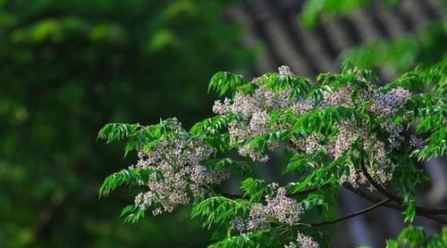  「特长」它本是绿化树“头牌”，却因起特长被淘汰，如今农村都不多见