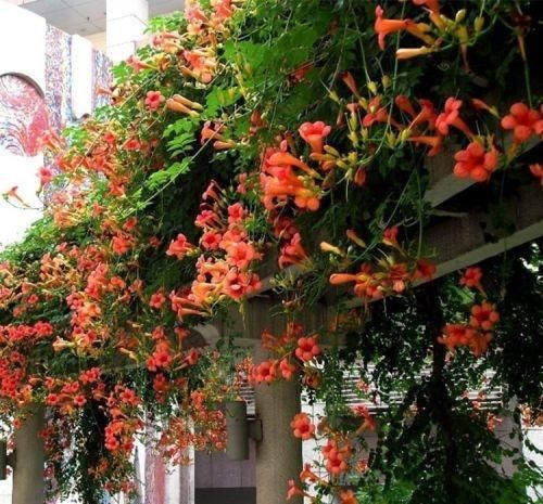  陌生■熟悉而陌生的“凌霄花”，掐个枝埋花盆，几年吃掉你的房，太猖狂