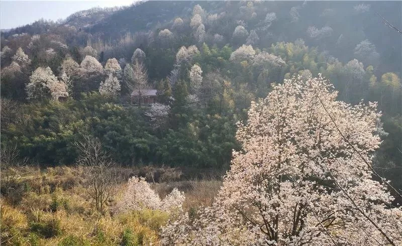 3月,低调六安意外爆红!一组照片,全国人民都被美哭了!【2020热门旅游景点】