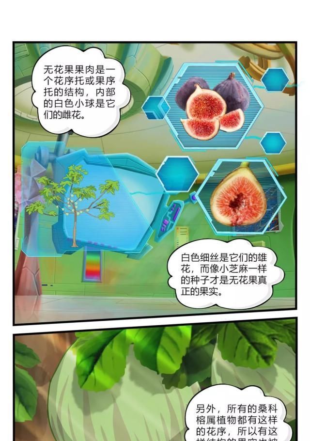  真的：果实内的旅行：无花果真的没有花吗？