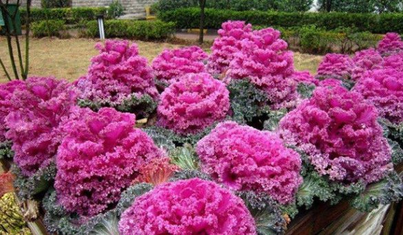  #养殖#新手养殖！院子养些“花中精品”羽衣甘篮，开花时美不胜收