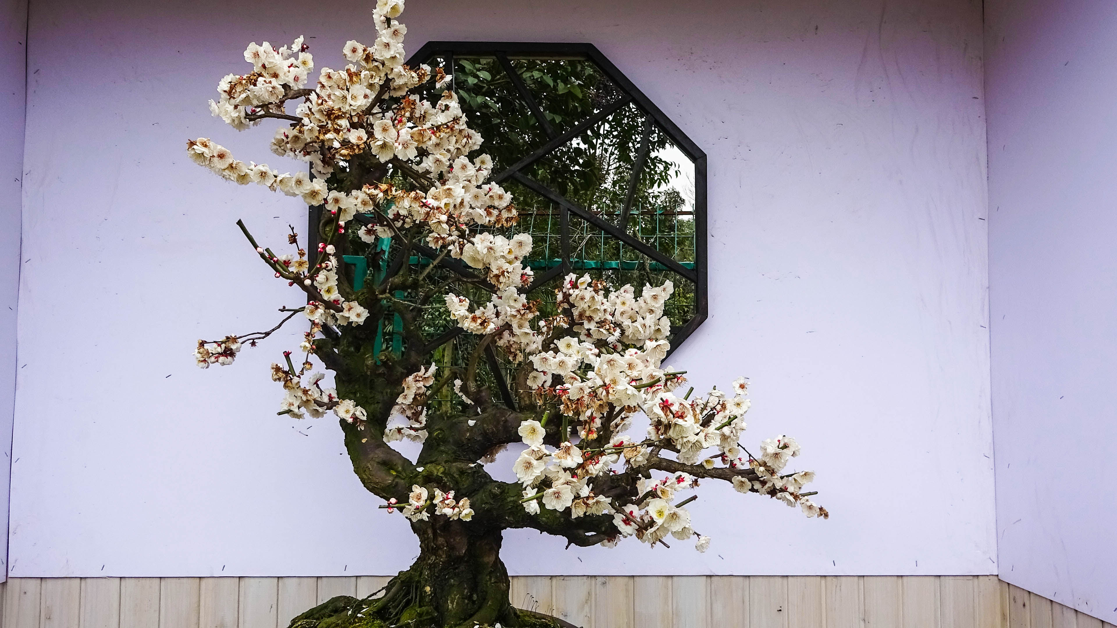 2019，梅花盆景-摄于苏州香雪海景区