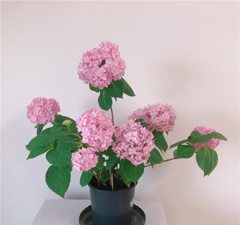  花儿■90天前，绣球花刚开箱，90天后，花儿已凋谢，一起来坐时光机~