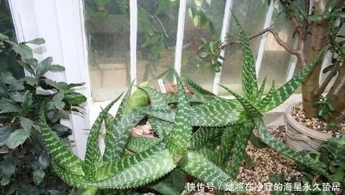 「随便」芦荟优势多多,这五个品种随便养,容易成活用处多