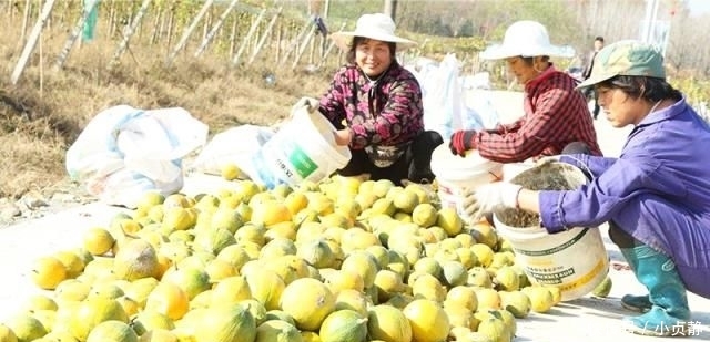  种植|亩产1500斤，却不能直接吃，如今35元1斤，农民跟风种植却