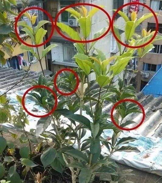  好处|如何给家里的盆栽进行修剪，花草的修剪有什么好处，你知道吗？