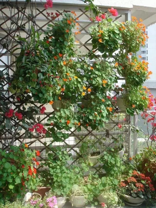 『花儿』屋顶造一个清新居家“小花园”,一起看花儿沐浴阳光雨露