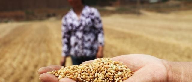  上涨：粮食价格上涨能否提高农民收入？
