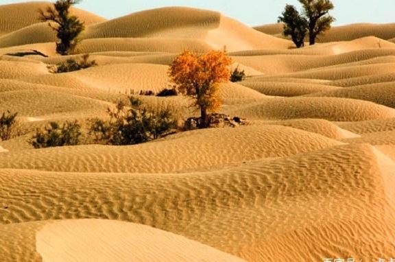 中国最大的沙漠如果变成大森林，会带来什么样的好处和危险呢