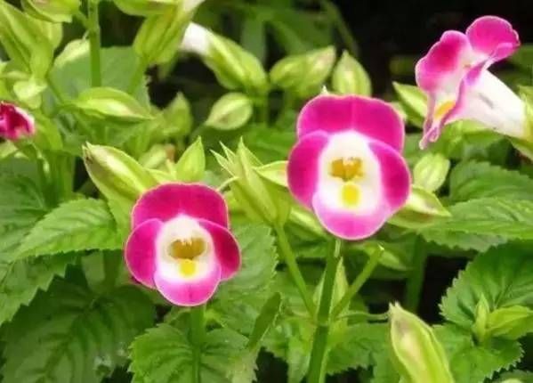 前方花海高能，这些花儿你能认出几种？