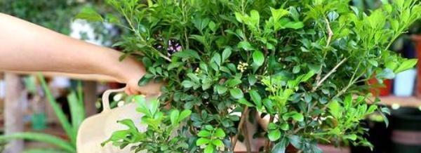 「植株」阳台米兰花养殖方法