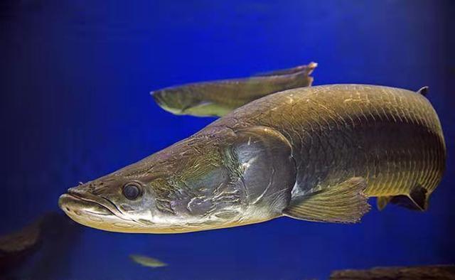 饲养观赏鱼@为什么养鱼经常因某些理论而争执?因为不明白所有偏见都是共识