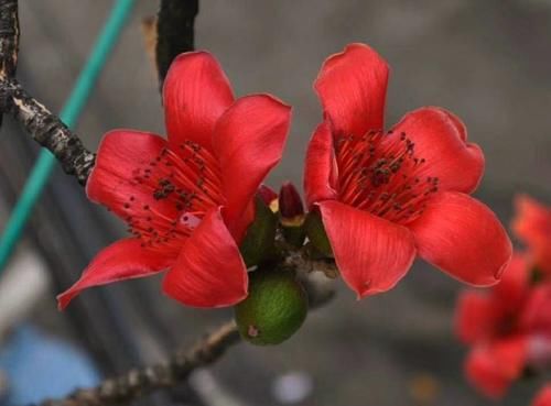  「为它」木棉花开花巴掌大，一树能开几百朵，折点根枝就能扦插！