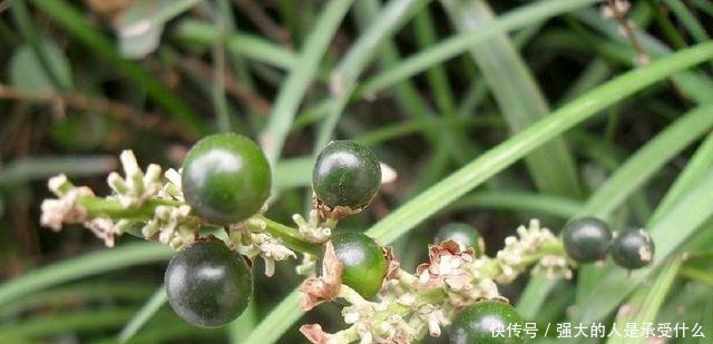 十年前还是普通的农村野草，十年后摇身一变就成了癌症救星