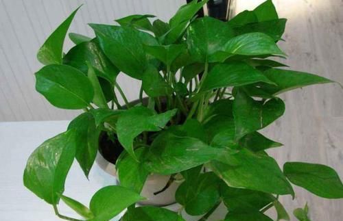  『不到』新手养绿萝，土培处理好5个细节，不到半年蹭蹭窜出2、3米