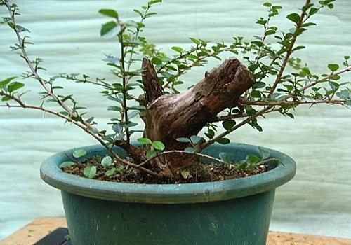 矮霸雀梅养桩到成型——岭南盆景“截干蓄枝”技法全记录！