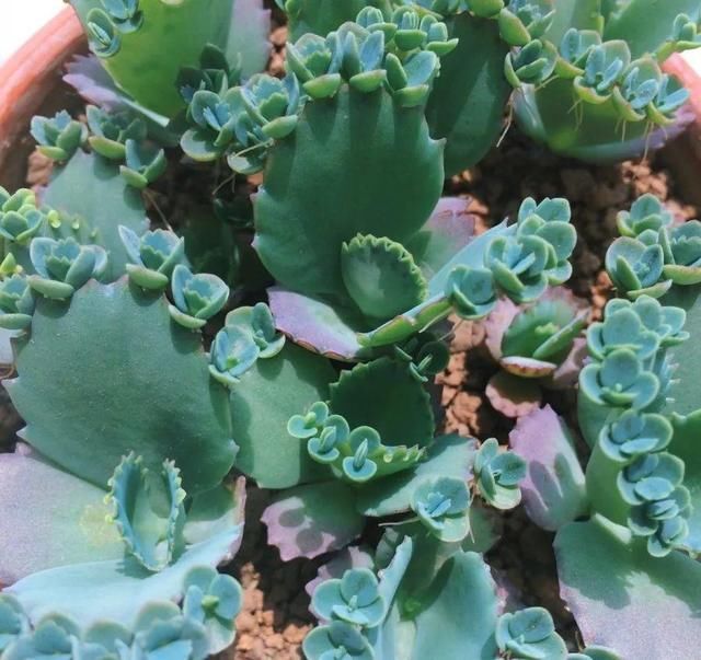 慎养■这花要慎养,每年砍掉3麻袋,照样蹭蹭长