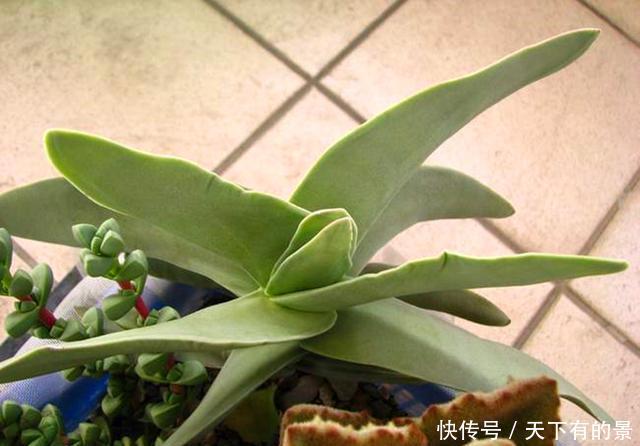 『品种』它是长得最像宝塔的多肉之一,和钱串一样好养,繁殖要掌握时间