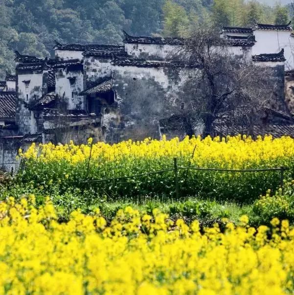 “最美乡村”的称号的婺源花开得美爆了！